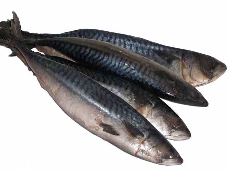 Titus (Mackerel) Fish 2 Kg - Atlantic Shrimpers Limited